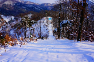 양평의 건강함을 맛보자, 산나물 테마공원 ‘두메향기’ 