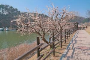 향긋한 꽃내음이 발을 붙잡는, 선암호수공원 ,울산광역시 남구