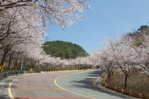 봄 따라, 꽃 따라 떠나는 기장군의 벚꽃 길 드라이브 ,부산광역시 기장군