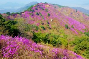 진달래 봄 향기와 함께하는, 고려산 진달래축제,인천광역시 강화군