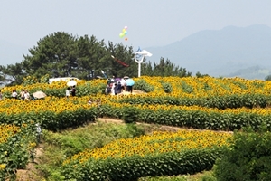 백만 송이 해바라기 물결…제6회 강주해바라기축제