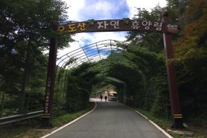 소나무와 계곡이 어우러진 합천 오도산 자연휴양림을 가다