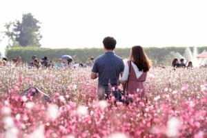 양주시, ‘2018 천만송이 천일홍 축제’ 개최 … 꽃물결 넘실대는 양주로 가자