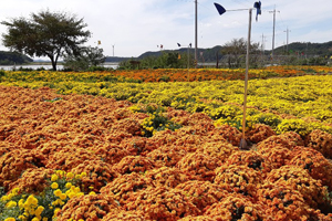 홍성군 서부면 수룡포나루, 국화 등 가을꽃단지 만개