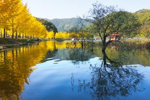  ‘황금빛 에코로드’ 괴산 양곡저수지서 은행나무마을축제 개최