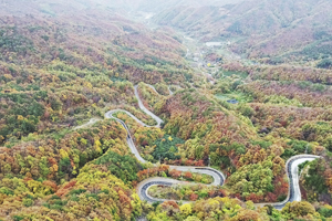 영동 도마령에 내려앉은 가을, 만추(晩秋)의 향연