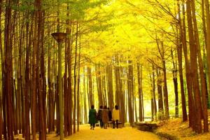 도심에서 만끽하는 가을 낭만...오색빛깔 ‘서울 단풍길 90선’