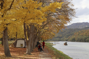 가을 향기 ‘물씬’, 송호관광지에서 즐기는 힐링과 낭만