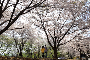'제2회 강진군동금곡사 벚꽃길 나들이'축제 3월 30일부터 31일까지 2일간 확정