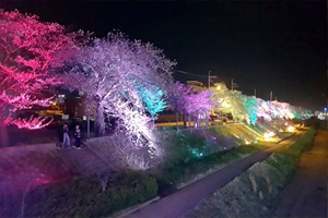 2019 정읍벚꽃축제, 작년보다 7일 앞당겨 이달 30일 시작