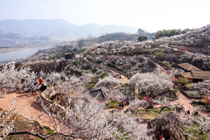 광양시, ‘멋진 봄 풍경 볼 수 있는 아시아 23곳’에 선정