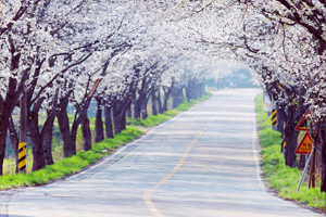 지친 심신이 힐링되는 제5회 웅포벚꽃터널축제로 구경오세요!