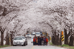 함양 50리 벚꽃길서 봄 추억 만드세요. '백운산 벚꽃축제'