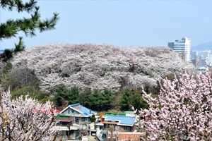 도심 속 꽃놀이 구경오세요~