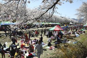 아름다운 우리강, 금산천 봄꽃축제 6일 개막