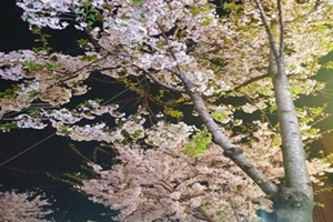 “여기도 있다! 벚꽃!”… 봄 산책하기 좋은 마포구 벚꽃 명소