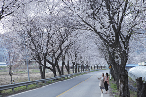 양산 호탄리 벚꽃 엔딩. 봄의 낭만 가득 남기고!
