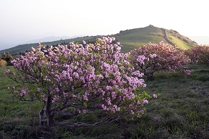 “꽃길만 걷게 해줄게” 영주 소백산 철쭉제