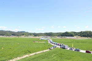 초록빛에 청보리 내음, 안동호 섬마을 청보리밭 축제 개최