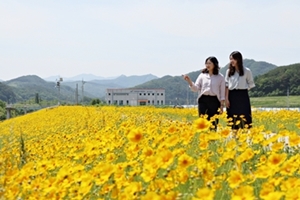 양산면 자라벌, 금계국으로 노랗게 물들며 ‘장관’