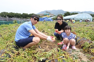 “땅 속의 보물 ‘감물감자’를 만나다” 괴산 감물감자축제