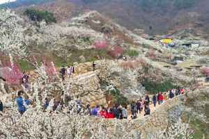 광양매화축제, 과학적 빅데이터가 찾아낸 ‘최고인기상’