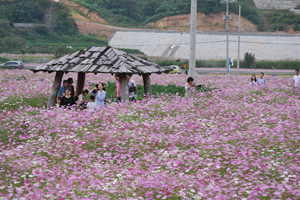 하동 북천들판 코스모스·메밀꽃으로 물든다