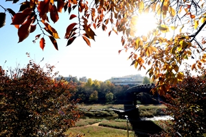 ‘가을 행복 가득’ 강남구, 양재천 단풍축제
