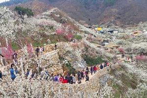 2020년 광양매화축제 시작 단계부터 국민과 함께 만든다