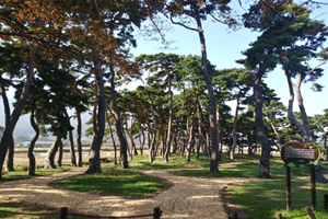 전남도, 2월 명품숲 ‘보성 웅치 용반 마을전통숲’ 선정