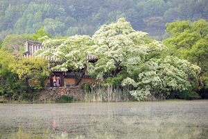 위양지(못)에서 겨울을 본다. 