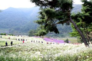 대한민국 대표 가을 축제 ‘정읍 구절초 꽃축제’ 올해도 기대해!