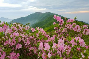 이번 주말 만개한 단양소백산 철쭉 볼 듯!