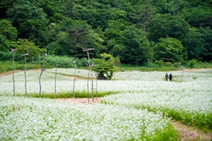 울릉도 알봉일대 순백의 메밀꽃 만개