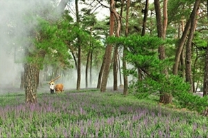 상오소나무숲 맥문동, 4년 만에 보랏빛 융단같이 꽃 피우다  