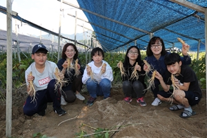 ‘On-슬기로운 인삼생활’! 금산인삼축제, 비대면 온라인 개최 