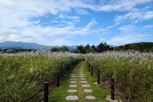 속초시, 습지생태공원 물억새·억새 만발 “만추가경”