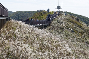 은빛 물든 홍성 오서산, 가을정취 폴폴(fall fall)