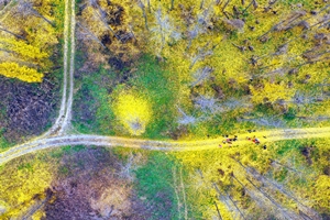 『고령 은행나무숲』  ‘가을 비대면관광지 100선’에 선정 영광
