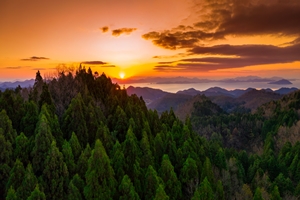 보성군, 활성산성 편백숲 2021 전남 명품숲 12선 선정