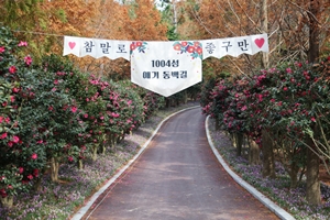 2004만송이 애기동백꽃 향연, 1004섬 신안『섬 겨울꽃 랜선 축제』