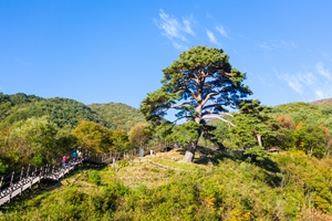 지리산 천년송 비대면 안심관광지 선정