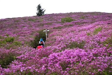 보성군, 전국 최대 규모 철쭉군락지 가꾼다