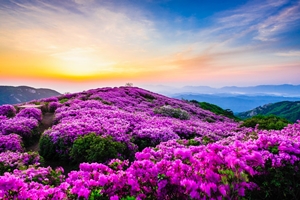 경남에도 봄이 오나 봄! 비대면 안심 관광지 16선 소개