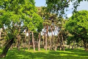 경주 숨은 명소 ‘오릉’, 대나무 숲길 정비로 새 단장