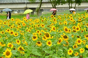 “희망을 전하다” 장성 황룡강 100만 송이 해바라기 활짝