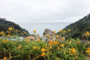 1004섬 신안『섬 원추리 축제』를 개최한다.(전면 취소)