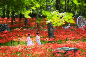 보령 성주산자연휴양림, 가을을 여는 ‘꽃무릇’ 만개