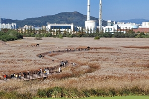 은빛 물결 출렁이는 물억새에 반하다