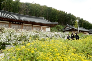 보은군, 속리산 말티재 관문과 속리산 테마파크에 국화동산 향연